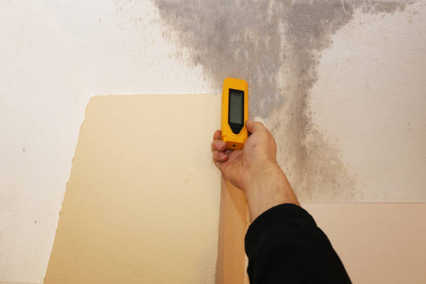 Best Real Estate Mold Inspection  in Downingtown, PA