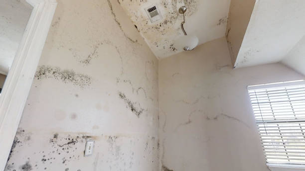 Best Emergency Mold Remediation  in Downingtown, PA