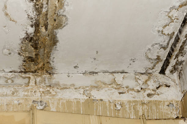 Best Black Mold Removal  in Downingtown, PA