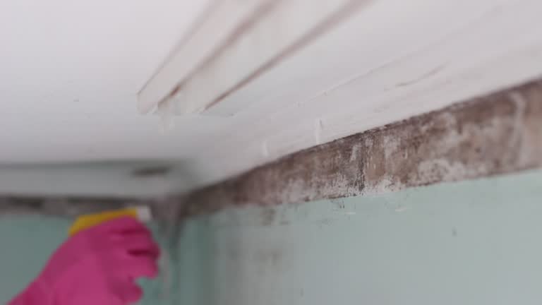 Biohazard Mold Removal in Downingtown, PA